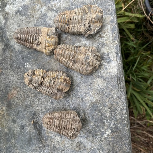 Genuine fossil calymene - 1,