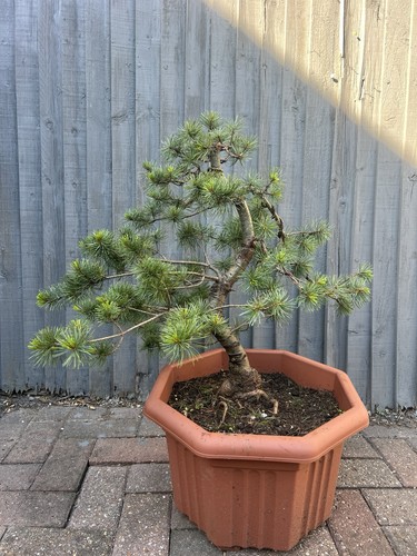 Japanese white pine - pine, bonsai