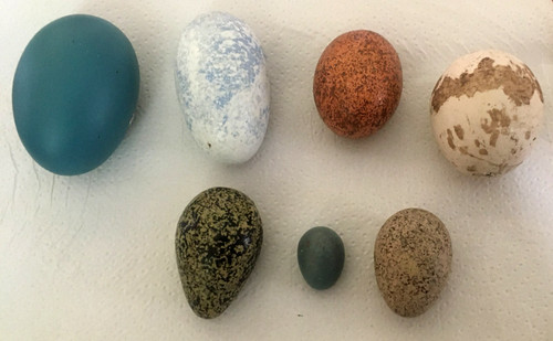 Replica eggs details - eggs,, below
