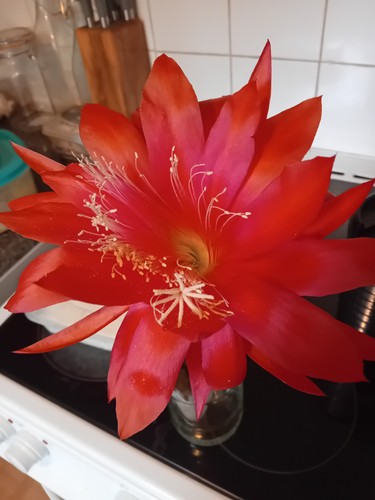 Epiphyllum hybrid samite - hybrid,