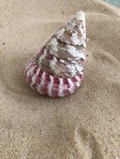 Troca spiral Strawberry Large 5-6cm sea shell snail aquarium hermit crabs crafts