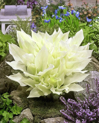 Hosta white feather - ‘white, ’