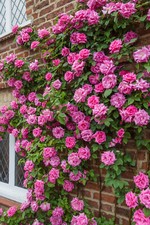 Climbing Rose Shrub Flower