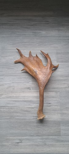 Genuine point fallow deer - 9-point,