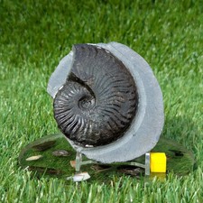 Pseudolioceras ammonite North