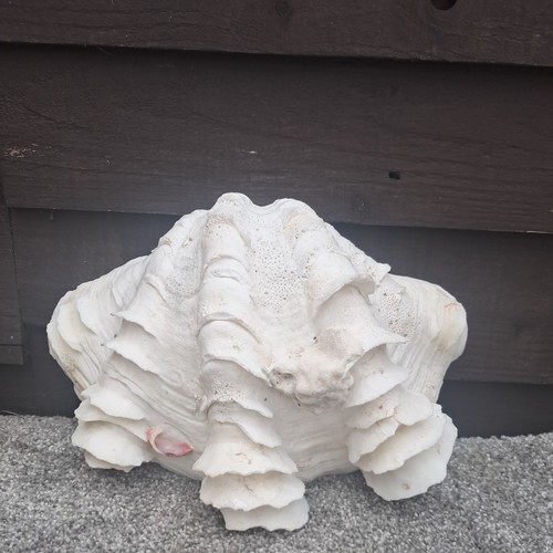 Vintage tridacna squamosa - tridacna,