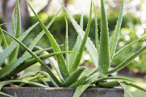 Aloe vera succulent - aloe,