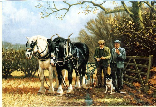 Ready for work horse - -,