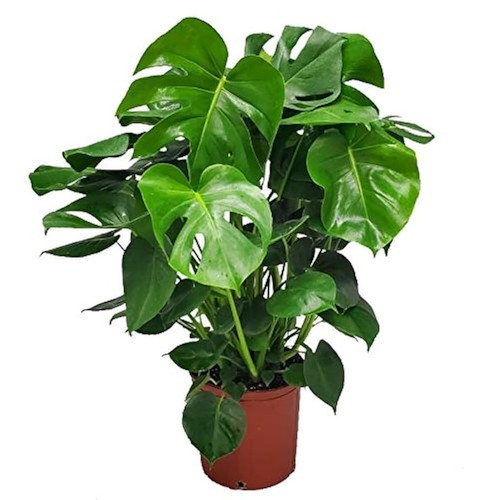 Monstera deliciosa plant - "monstera,