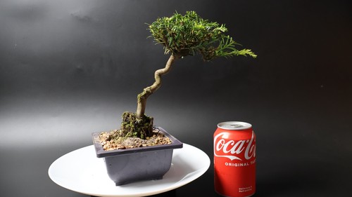 Yew bonsai tree pre - pre, penjing