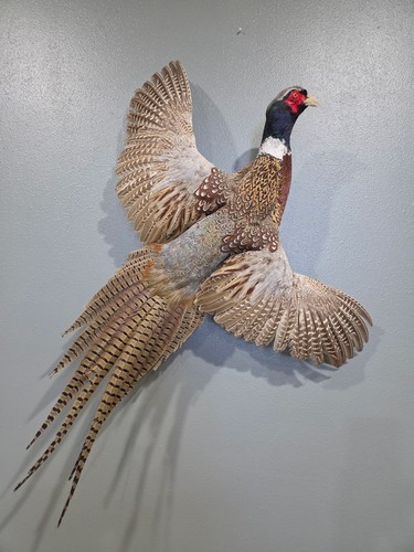 Flying pheasant mount - flying,