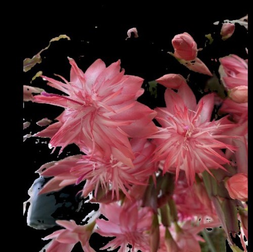 Schlumbergera laranja - schlumbergera,