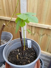 Brown Turkey Fig Tree. Rooted