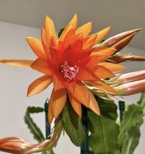 Epiphyllum Orchid Cactus