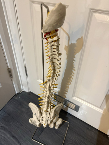 Human spine pelvis - human,