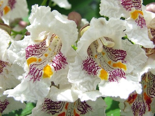 Catalpa speciosa northern tree