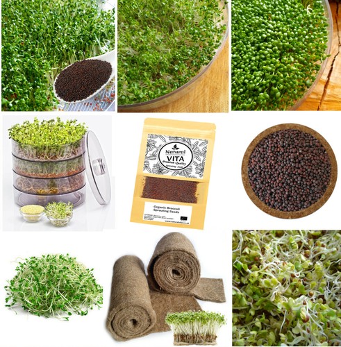 Organic broccoli sprouting - organic,