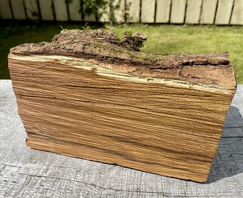 Laburnum log 5kg - laburnum,