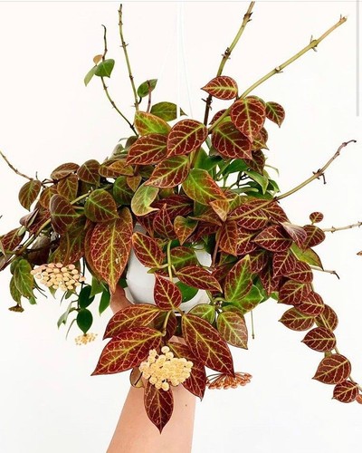 Hoya sunrise unrooted - hoya, "sunrise"