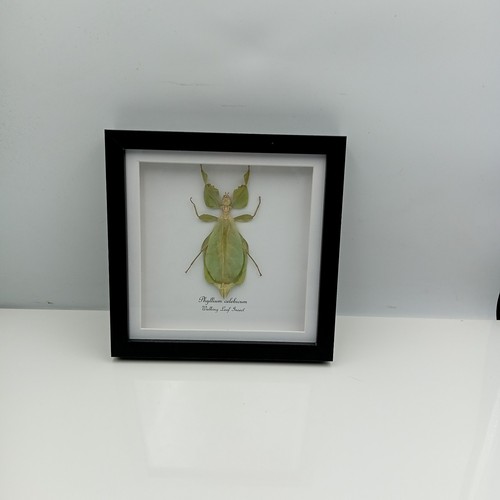 Walking leaf insect phyllium - walking, (phyllium