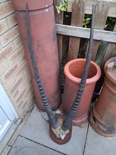 Antique Mounted Antelope Horns