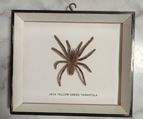 Real framed tarantula spider - framed,