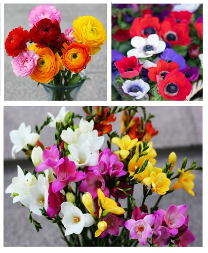 Hanging basket summer mix - 40,