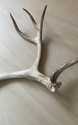 Natural shed rain deer - shed, antler