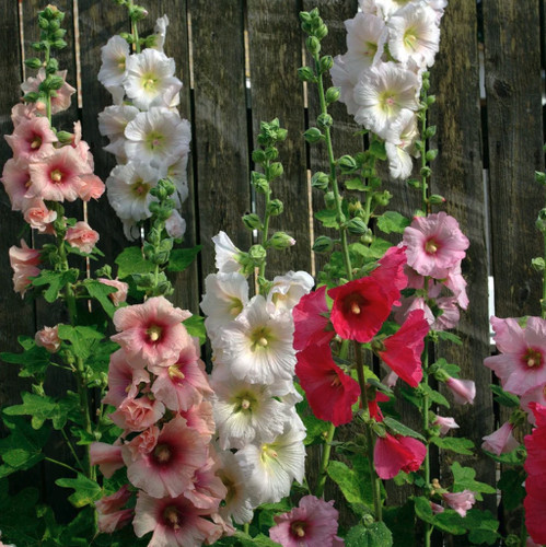 Hollyhock single mix - hollyhock,