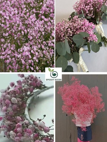 Creeping rose baby breath - rose, baby's