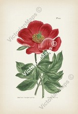 Antique botanical print