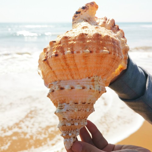 Natural rubeta conch shell sea - natural,