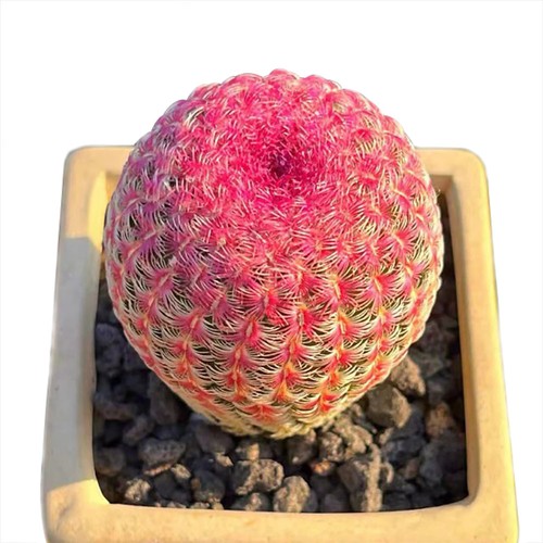 Rare red sun cactus - red,