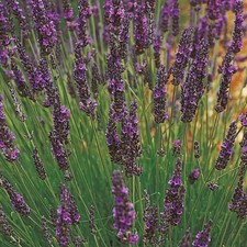 Lavender 'Grosso'. Plug Plant x 4. Violet flowers for pollinators. Culinary herb