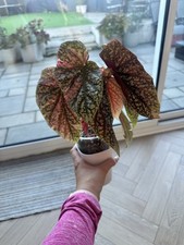 Begonia Snowcap Pink Variegated Rooted Plant