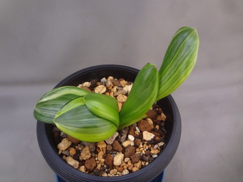 Chiese clivia miniata ouran - clivia, 'ouran'