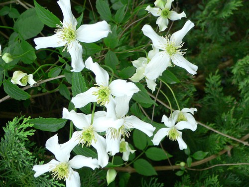 Clematis montana grandiflora - clematis,
