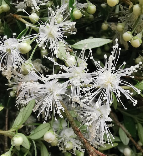 Evergreen dwarf edible myrtle - dwarf,