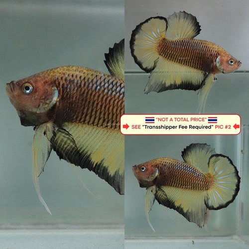 Live betta fish - fish, (thailand)