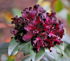 Rhododendron Black Widow Rare