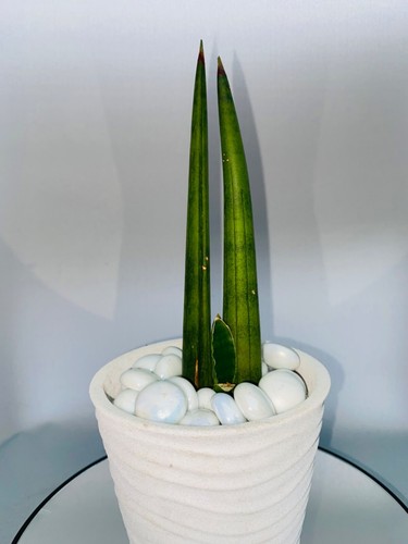 Sansevieria cylindrica spear - sansevieria,