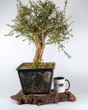 Lonicera Nitida Bonsai Tree