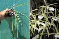 Brassavola tuberculata, orchid, orchid