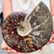 3.79LB Rare and Rare Natural Polishing Conch Fossil Mineral Specimen