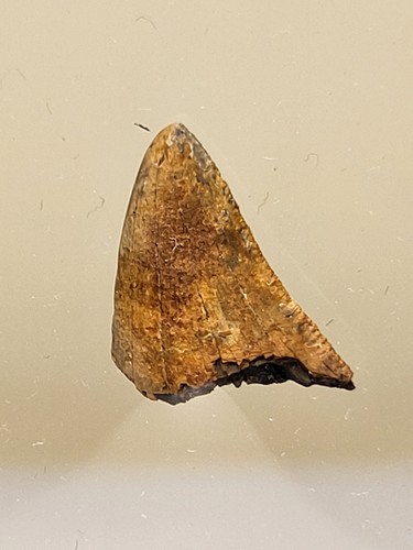 Rare nanotyrannus serrated - nanotyrannus,