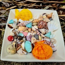 Craft Shells Natural Beach