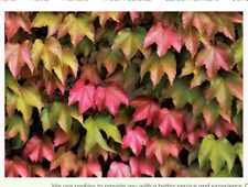 Virginia creeper Climber