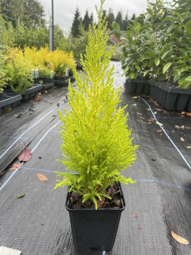 Monterey cypress wilma - cypress, 'wilma'