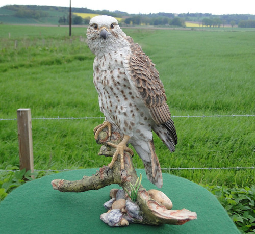 Saker falcon david ivey - falcon, by
