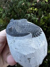 Hollardops Trilobite Fossil